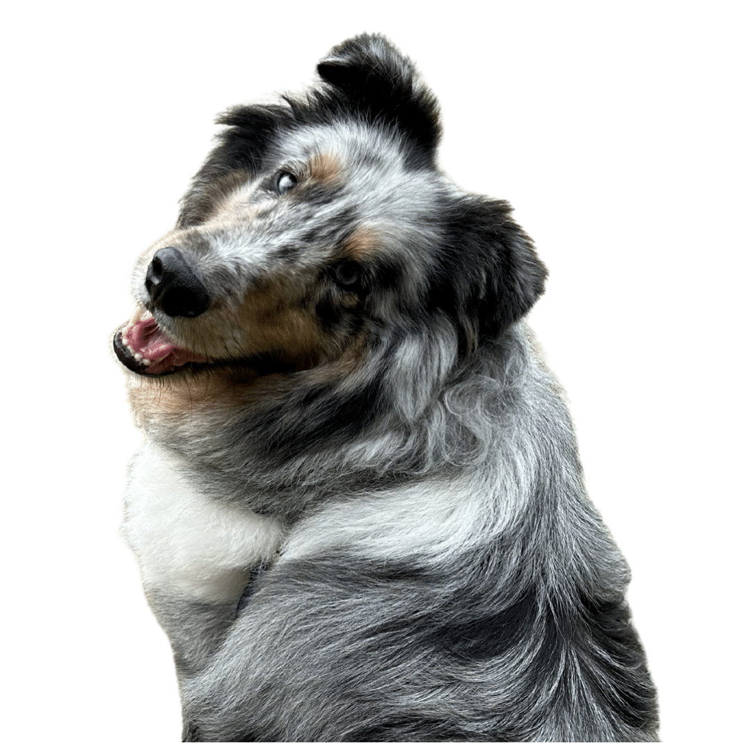 Blue Bear Boyce  photo