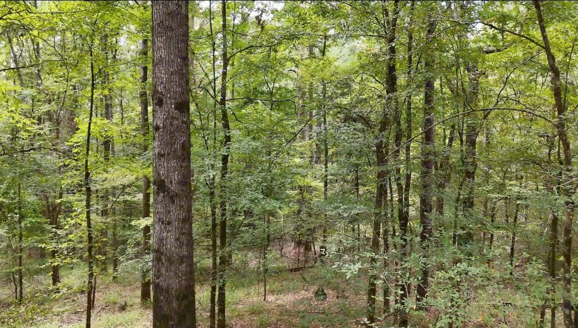 341 Acres of Premium Hunting and Timberland in Copiah County, MS!