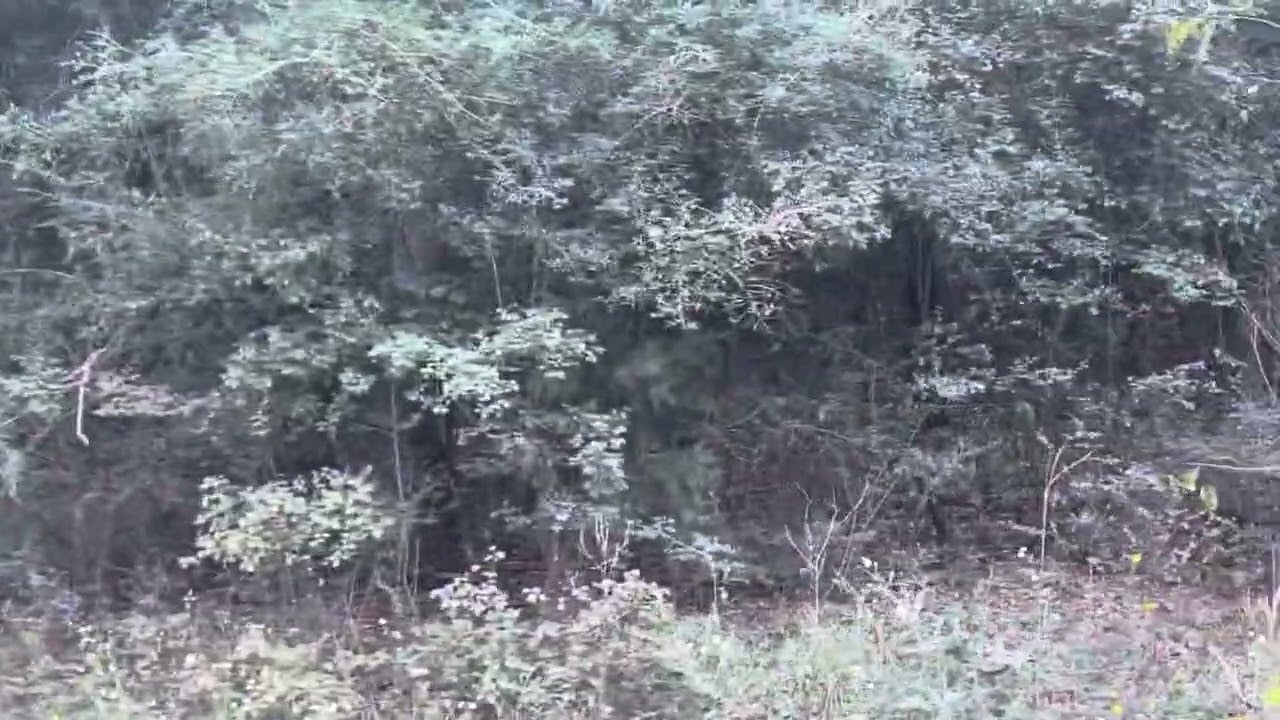 Spring Lake Estates 4.31 acres (2 lots each a bit over 2 acres)