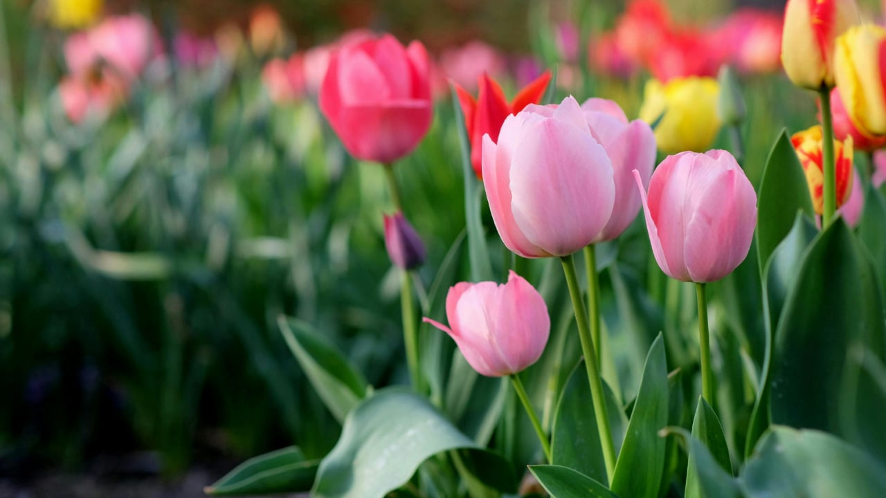 Spring Gardening in Maine: What to Plant, What’s Blooming, and Where to Go