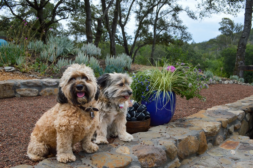 33 Best Dog-Friendly Wineries in Sonoma County