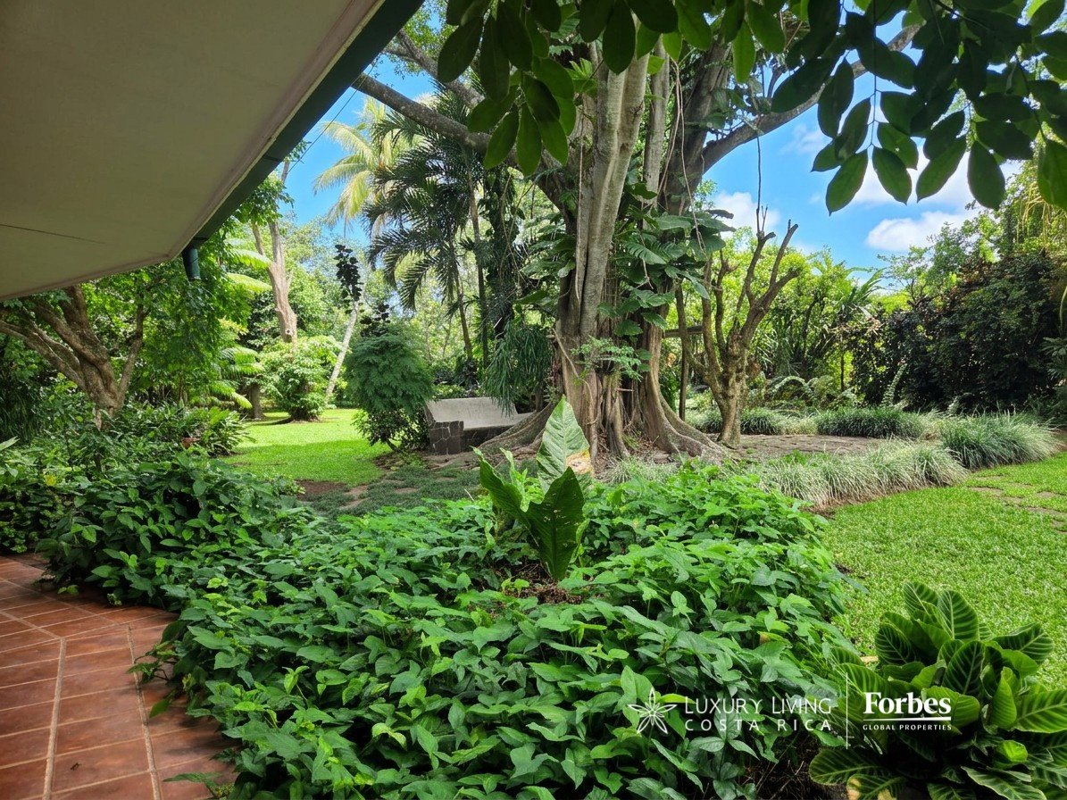 Tropical garden with mature trees, dense greenery, and a tiled patio.