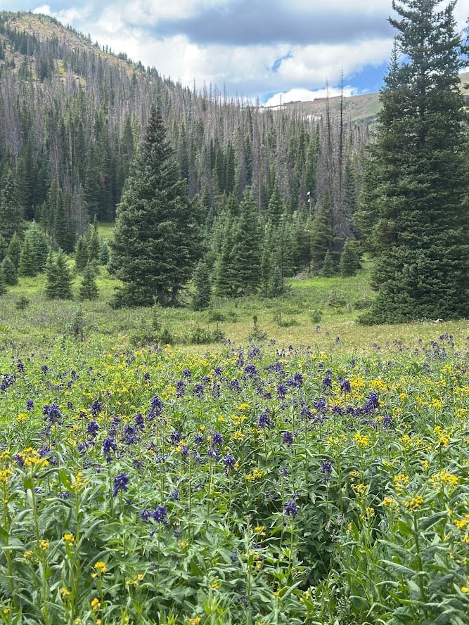 Driving Into the Wild: A Sensory Journey Along Old Fall River Road