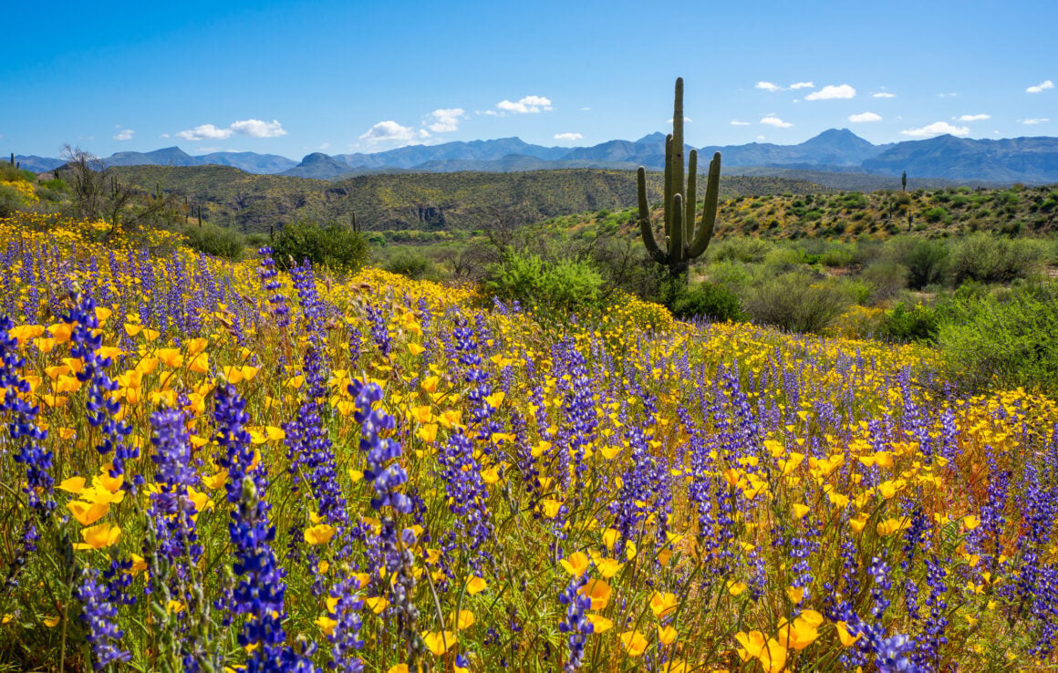 April 2026 Newsletter