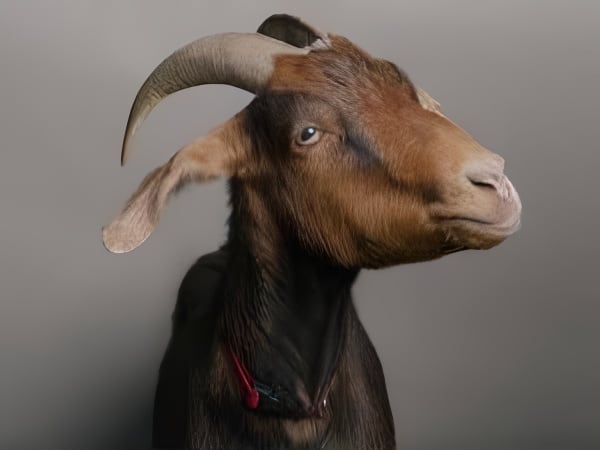 Newsletter Oct 2024 Goat Scapes