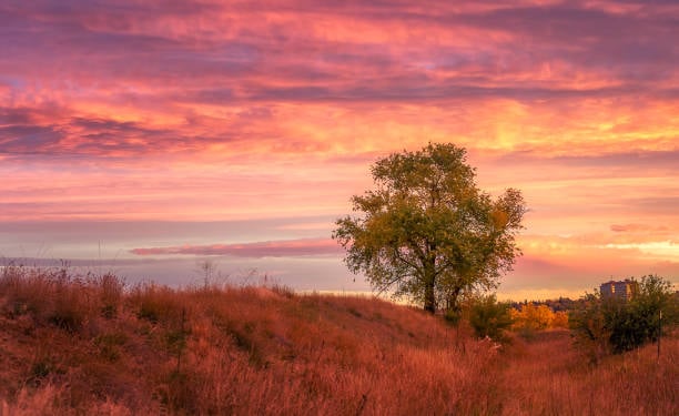 Homeowners Associations (HOAs) in Lone Tree, CO: What to Expect