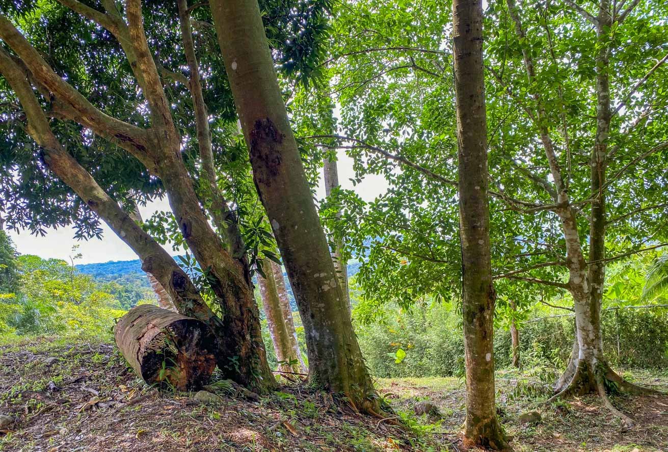 Large Uvita Lot With Whale’s Tail Ocean Views, Sunsets & Legal Water – Ready to Build!