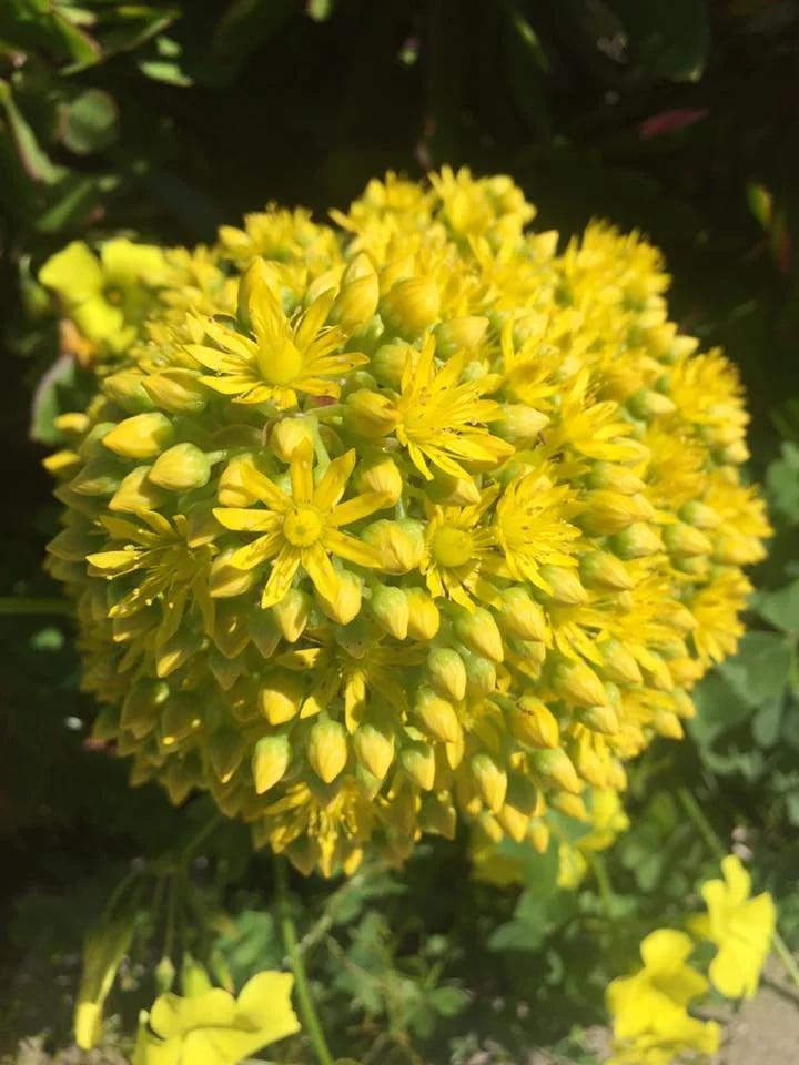 Dense cluster of bright yellow flowers and buds against dark green foliage.