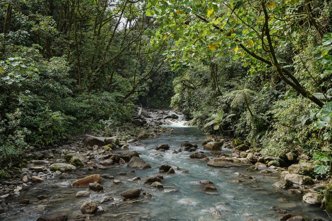La Monarca