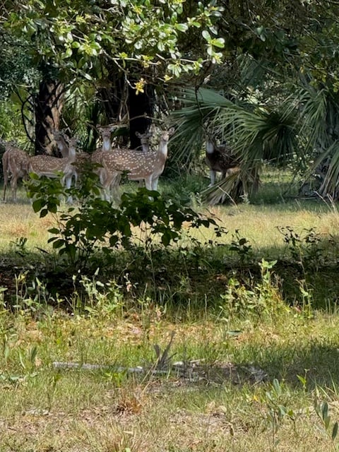 Taylor Creek Preserve
