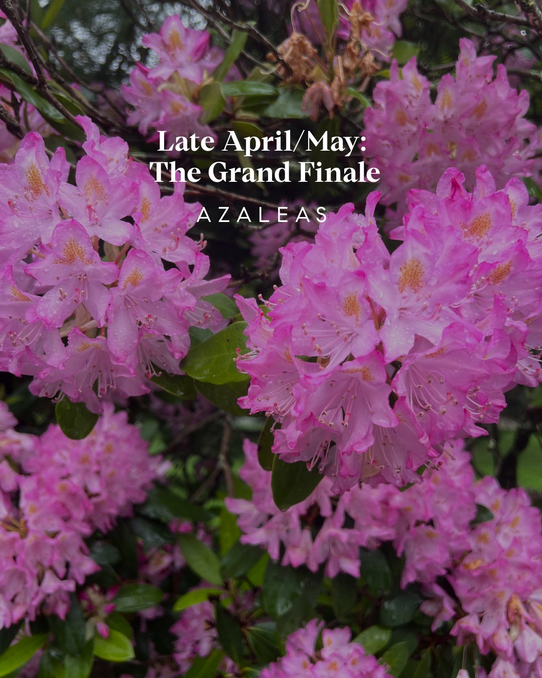 Spring Bloom Guide - Westchester County, NY + Fairfield County, CT