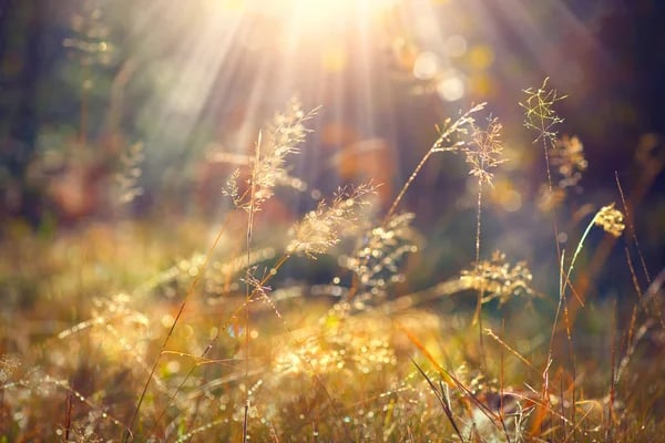 Why Summer Shines