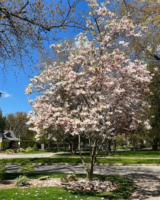206 Rossmore Boulevard, Burlington