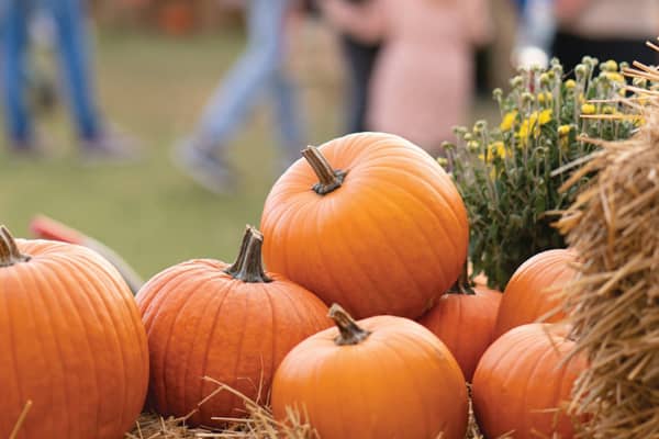 Pumpkins at a Pumpkin Patch