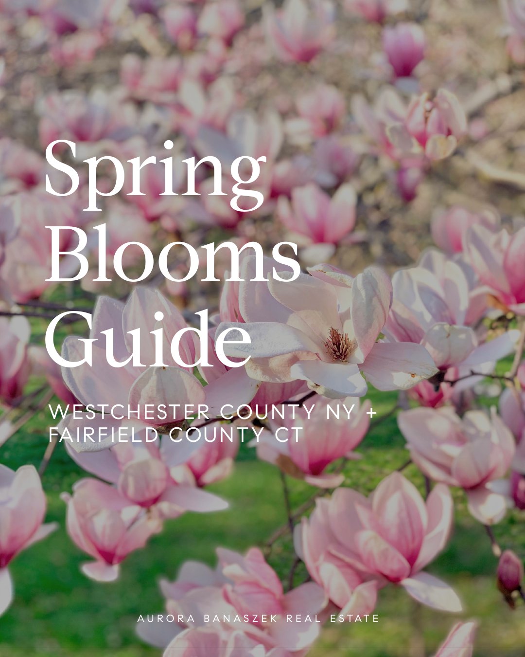 Spring Bloom Guide - Westchester County, NY + Fairfield County, CT
