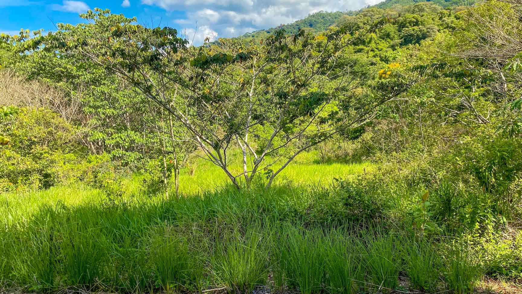 32-Acre Self-Sustainable Off-Grid Farm Near Ojochal with House, Solar Power & River