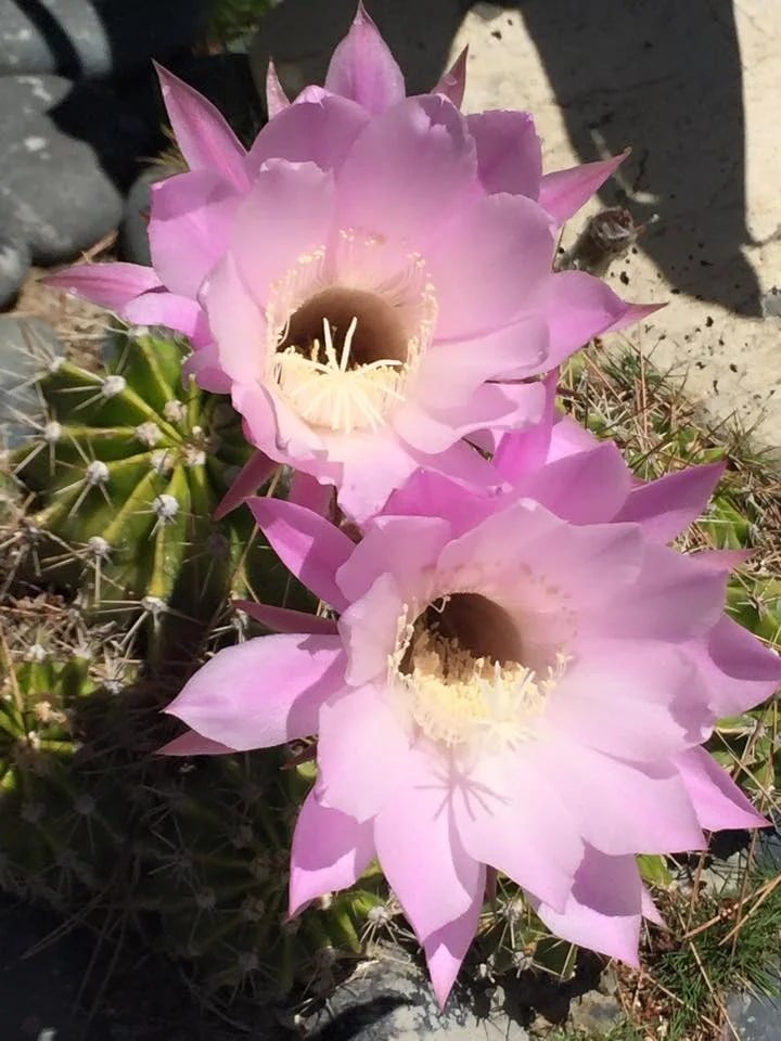 Two pink cactus flowers bloom among spiny green stems in bright sunlight.
