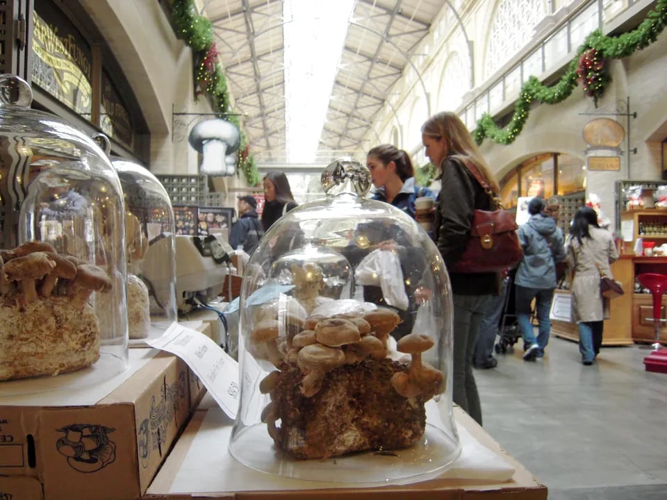 Mushrooms growing in glass cloches at the Far West Fungi stall inside the Ferry Plaza Farmers Market.