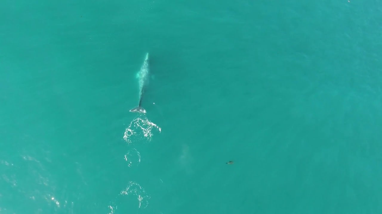 Gray Whales off Malibu Coast