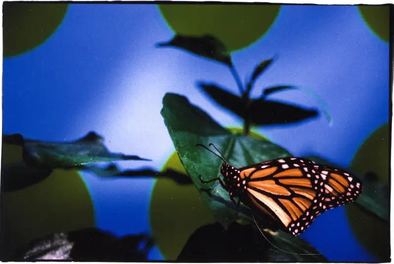 A vibrant monarch butterfly with orange and black wings rests on a green leaf, with its head and antennae facing right. In the blurred background, a bright blue sky is visible, overlaid with several large, blurry circular shapes in a yellowish-green hue.