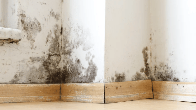 Mold and moisture stains spread across an interior wall above a wooden baseboard.