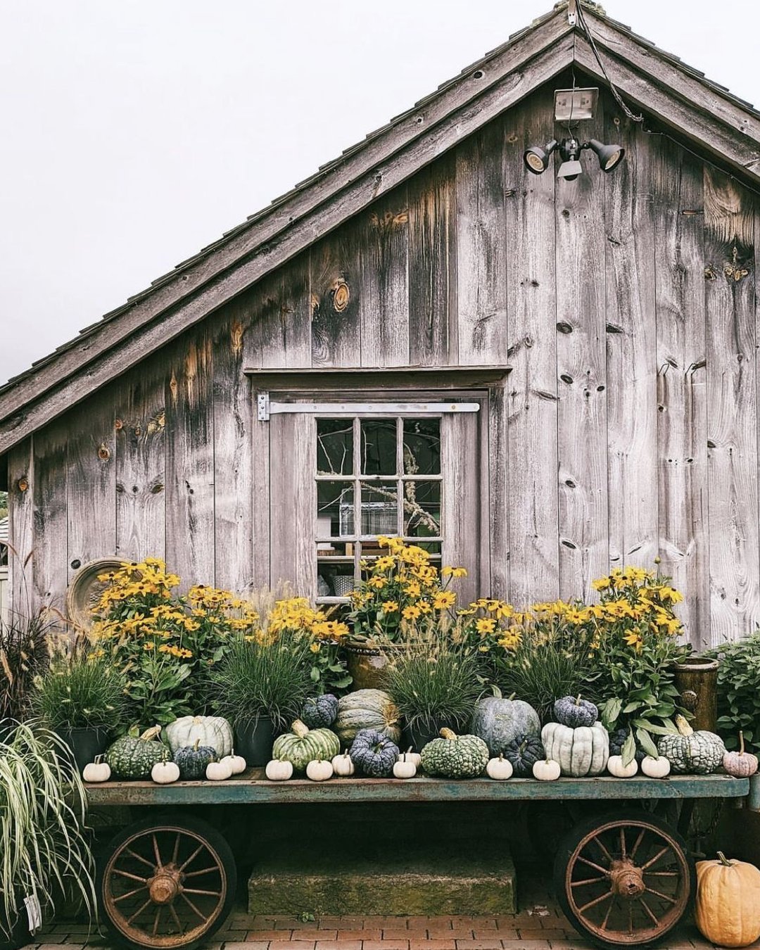Weathered wooden barn with yellow flowers and pumpkins displayed on a rustic wagon.