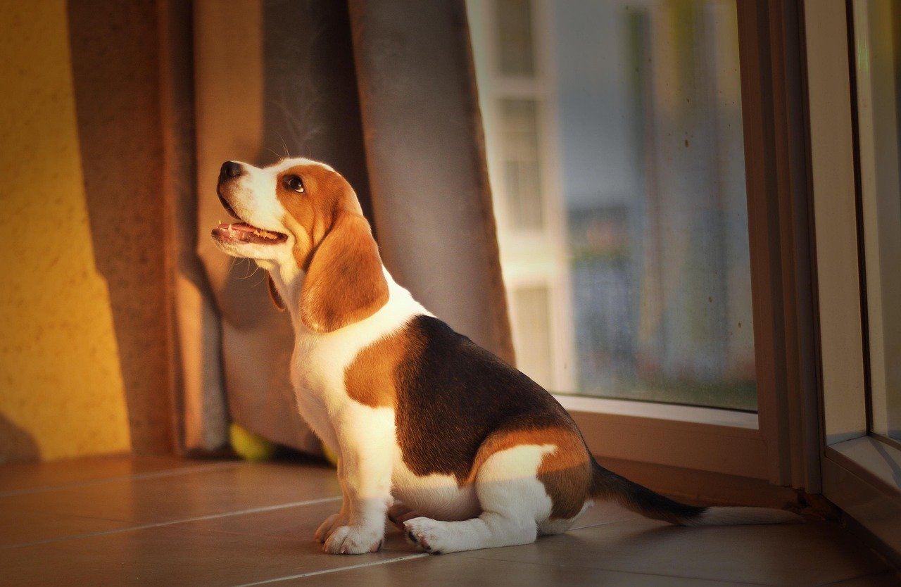 Charlotte’s Most Dog-Friendly Condo Buildings