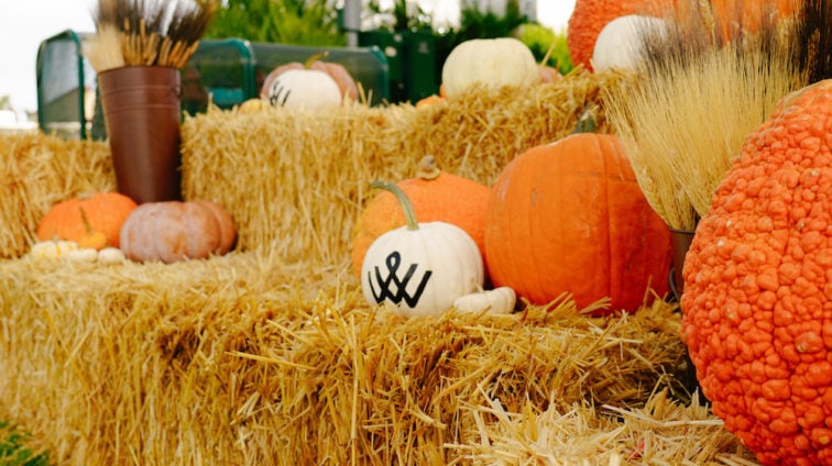 Harvest & Halloween Events 