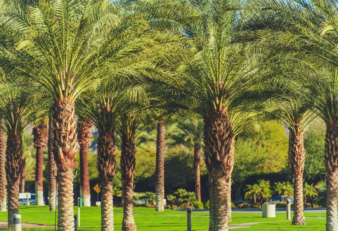 Your Guide to February 2025 Events in the Coachella Valley