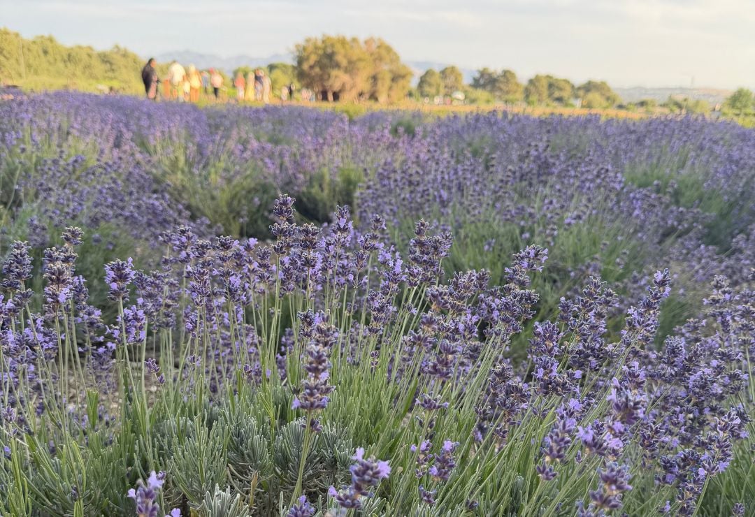 A Magical Summer Escape: Our Evening at the Lavender Festival at 123 Farm