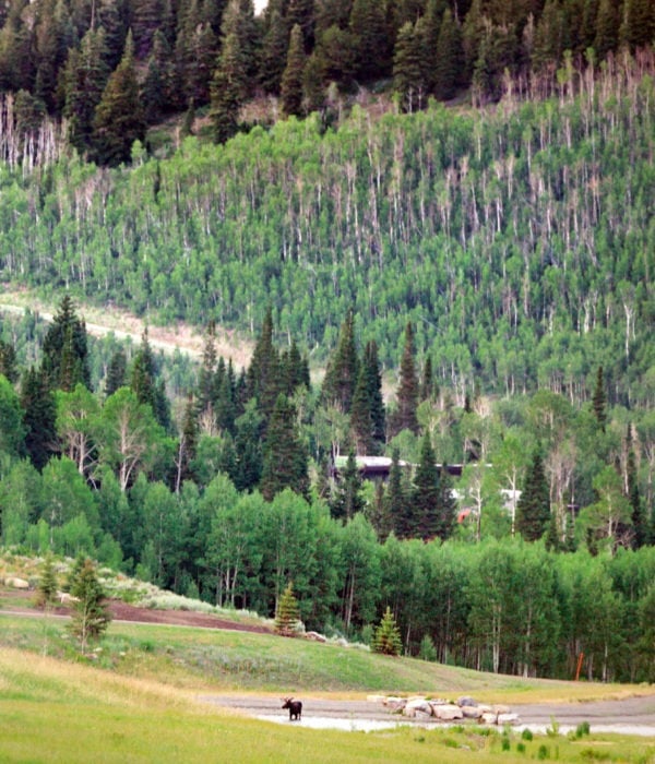 Summer Homeowner Party