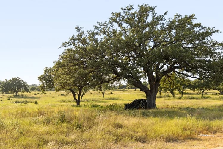 5 Seven 2 Ranch