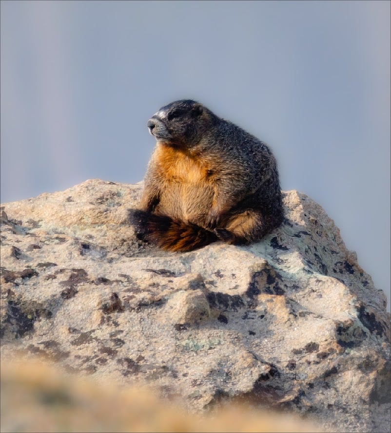 Driving Into the Wild: A Sensory Journey Along Old Fall River Road