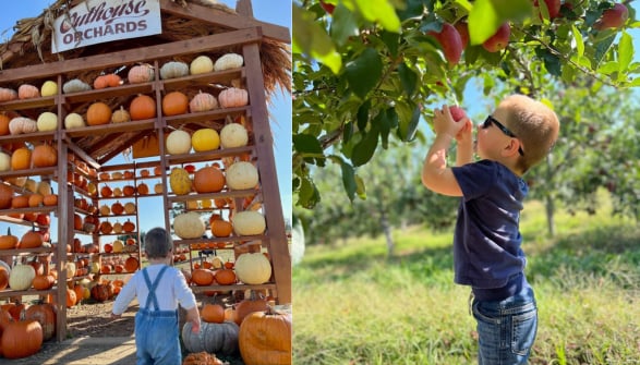 Children picking apples and pumpkins at an orchard in autumn.