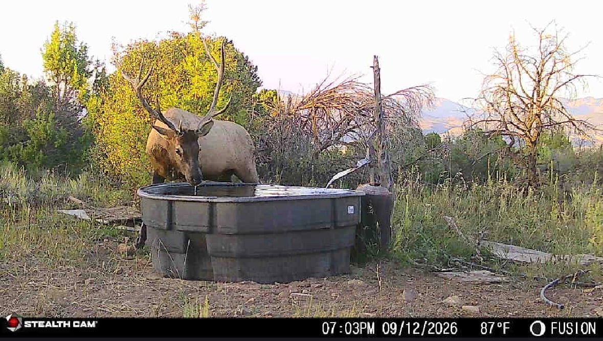 Bull elk drinks from a stock tank in an autumn clearing, with mountains in the distance.
