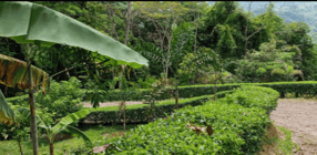 Build Amidst Untouched Jungle & Mountain Vistas | Ocean-View Estate with Fruit Orchards + Casita Design Your Vision in Tres Rios, Costa Rica