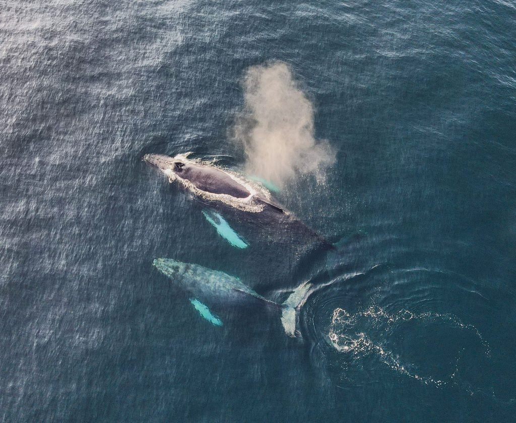 This Thanksgiving I'm Thankful for Orcas and Mother Earth. What Are You Grateful For?