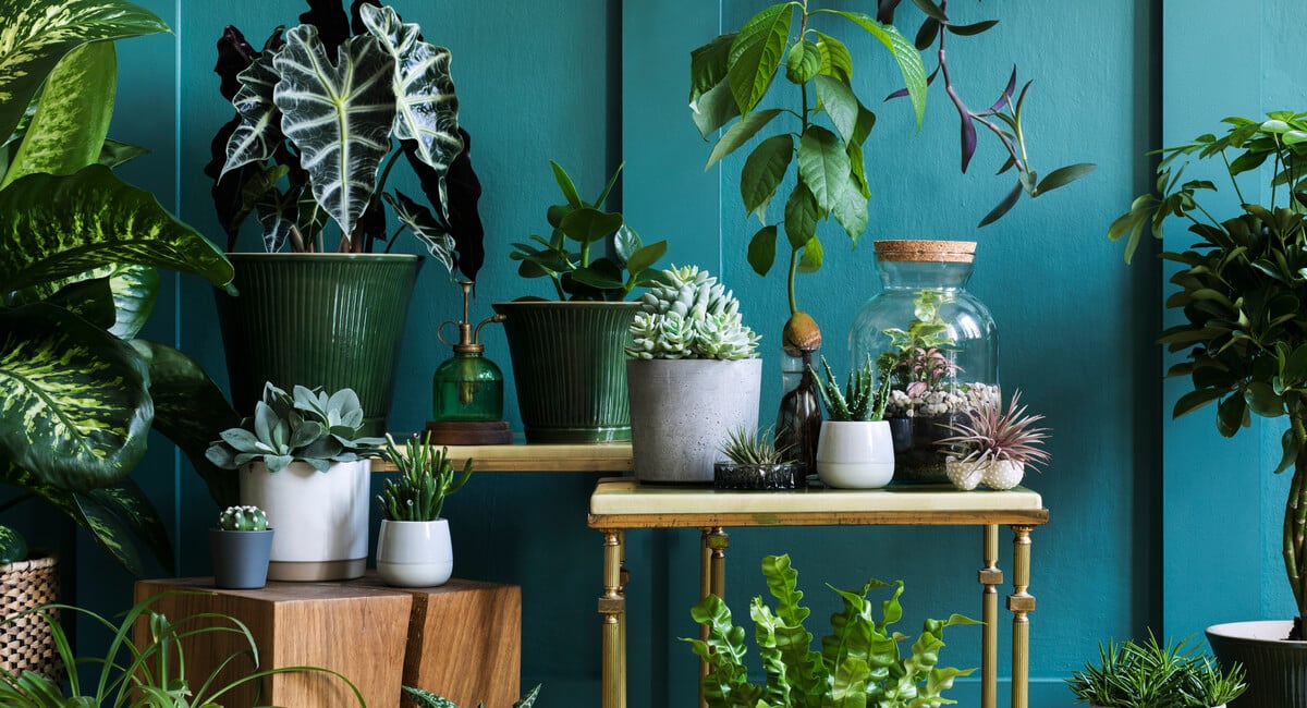 7 Plants That Need To Be Taken Inside