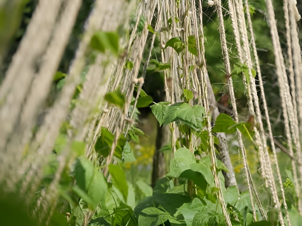 DIY: Environmentally-Friendly Trellis