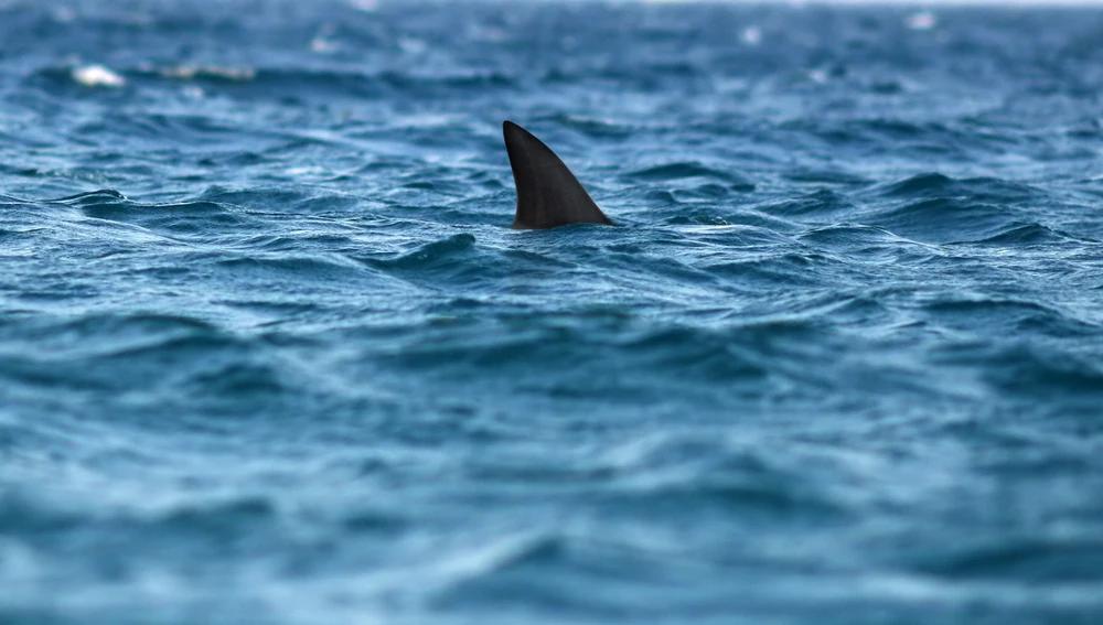 Shark dorsal fin visible above blue coastal ocean water