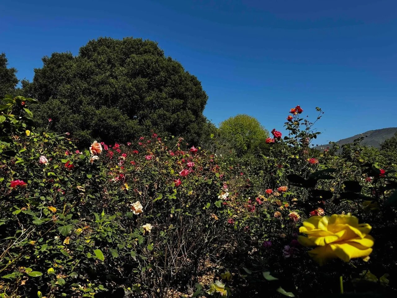 9000 Carmel Valley Road