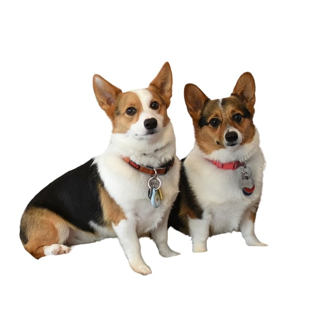 Chubbs & Elsie Team Mascots Knoxville, TN Real Estate Agent Headshot