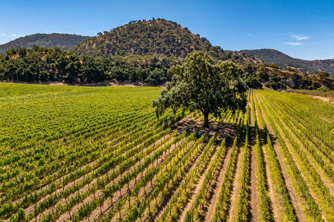 Vineyards