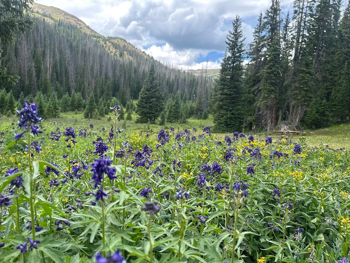 Driving Into the Wild: A Sensory Journey Along Old Fall River Road