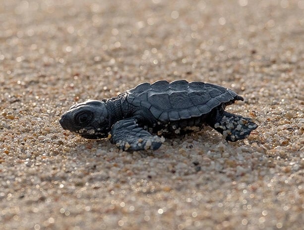 Mavila at Quivira Private Residences