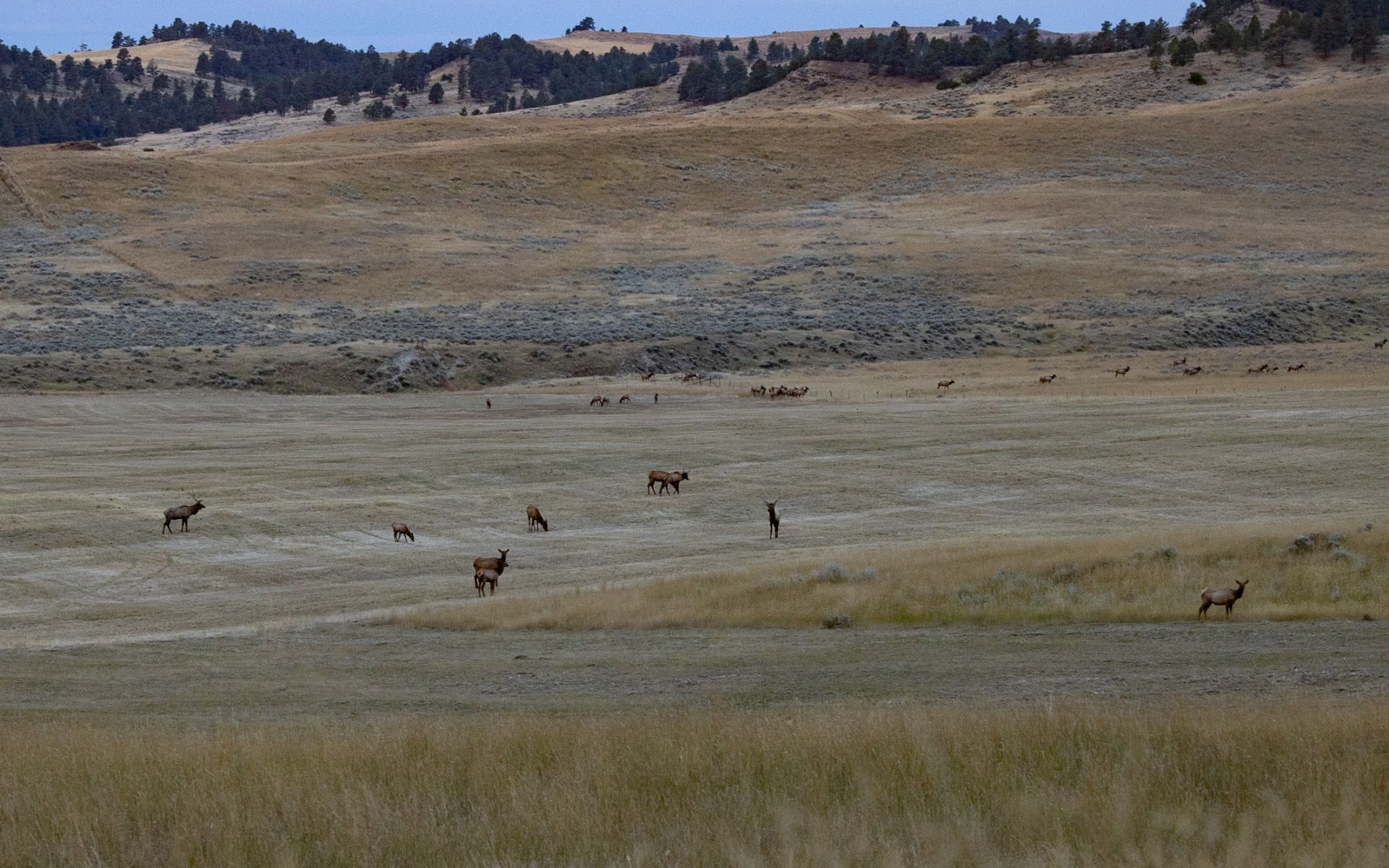 Elk Rich Ranch