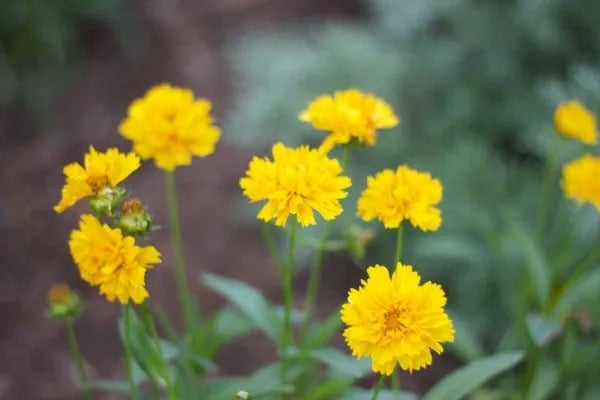 Garden Love!