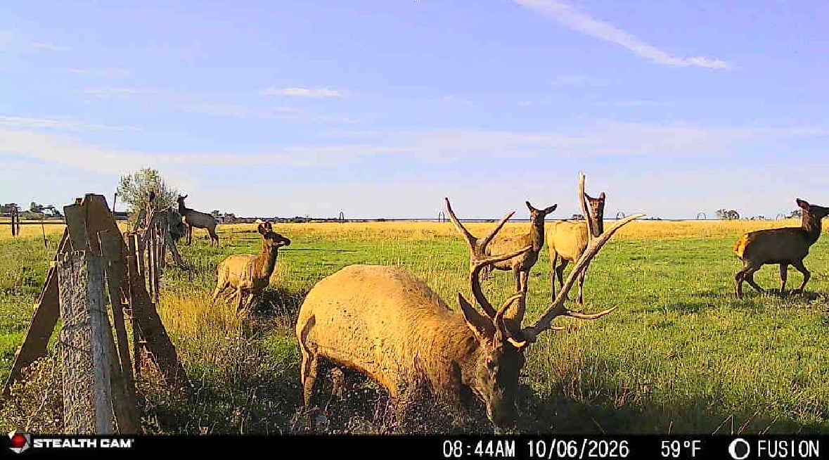 Elk stand in a fenced green pasture, with a large antlered elk in the foreground.