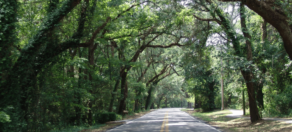 a canopy road in tallahassee florida
