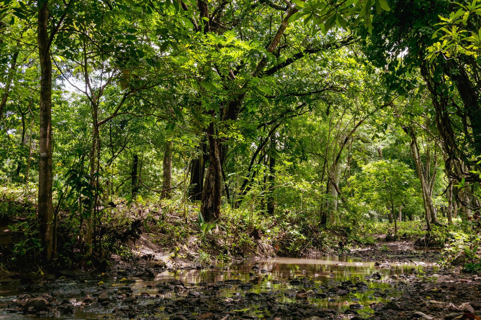 Roble Sabana, Linderos, Guanacaste